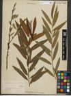 Foto von Salix purpurea L. x Salix viminalis L.